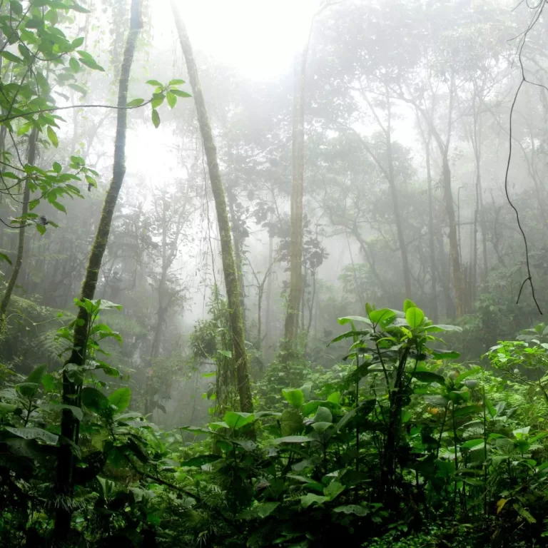 【ブラジル】今日も燃え続けているアマゾンの森林 – 無関心による破壊